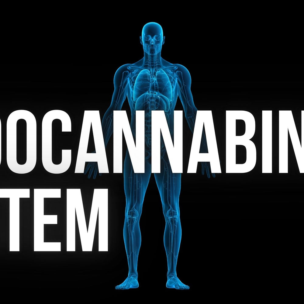 How CBD Supports Balance Through the Endocannabinoid System