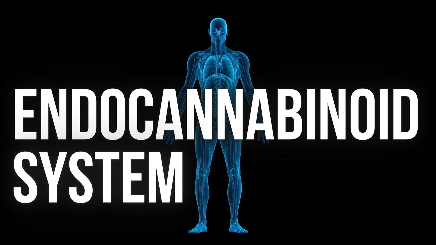 How CBD Supports Balance Through the Endocannabinoid System